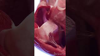 Animated 3d model of the Human Heart meded anatomy [upl. by Nybor]