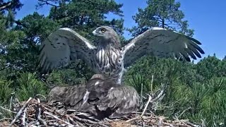 Àguila marcenca dels Ports  Avui sí 🐍🪱 09072024 [upl. by Thibaut]