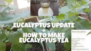 EUCALYPTUS PLANTS UPDATE  HOW TO MAKE EUCALYPTUS TEA  Shiela Jolo [upl. by Lletram]