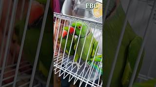 RingneckTalkingParrots RingneckParrot TalkingParrots Parrot shorts foryou virals viral [upl. by Atinehc]