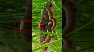 Cecropia moth nature butterfly [upl. by Aihsikal]