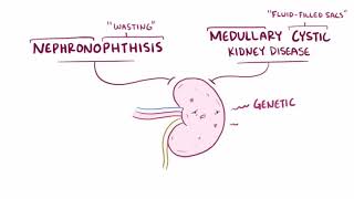 Nephronophthisis amp Medullary Cystic Kidney Animated [upl. by Pepito888]