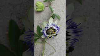 YouTubeCreatorCommunity Maracuja Passiflora edulis Passionsblume Passionsfrucht caerulea essbar [upl. by Neved]