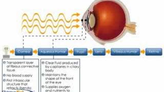 Physiology of the Cornea [upl. by Satterfield]