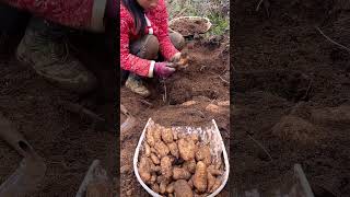 Digging Gastrodia elata process [upl. by Benia236]