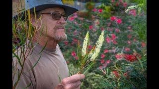 Bundabergs grevillea king [upl. by Austreng730]