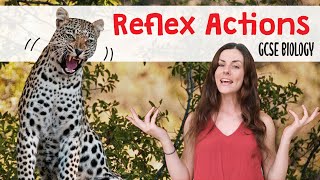 REFLEX ACTIONS GCSE Biology 91  Combined Science Revision amp Qs [upl. by Rapp189]