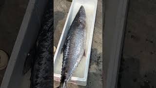 Best Result for Fishmongers so big fish fish tuna [upl. by Norrie]