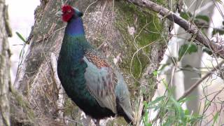 キジの母衣打ち Japanese Pheasant Phasianus versicolor crying [upl. by Keppel]