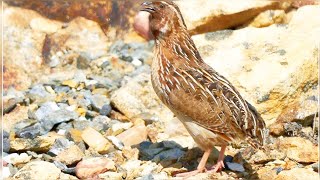 Unveiling the Mysterious Nature sounds of common Quail  Bater ki Awaaz [upl. by Ainollopa76]