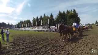 Marché Concours de Saignelégier 2014 [upl. by Kealey]