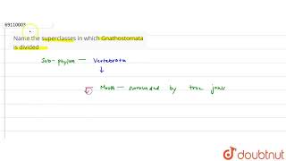 Name the superclasses in which Gnathostomata is divided [upl. by Morez]