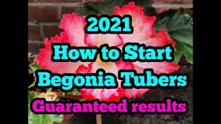 2021 How to start your Begonia tubers [upl. by Ecitsuj971]