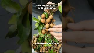 MANFAAT DAN KHASIAT BUAH KELENGKENG manfaatkhasiatbuahklengkeng buahklengkeng buah klengkeng [upl. by Skiba559]