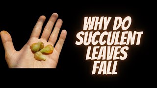 WHY DO SUCCULENT LEAVES FALL OFF [upl. by Colwin647]