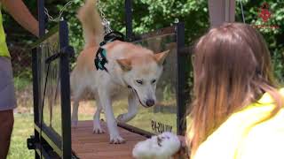 Julius K9 using Firepaw Dog Treadmill on training day [upl. by Anitel]