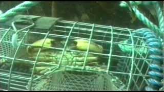 Shellfish Traps  The Inside Story 1998 [upl. by Atinaj44]