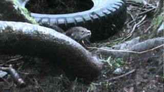 otter trapping in sitka alaska [upl. by Viola570]