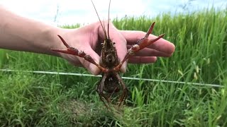 【水生昆虫】ガサガサ タガメ昼間でもとれるかな？ 田んぼでタガメ採集 でっかいザリガニ belostomatidae giant water bug 絶滅危惧種 [upl. by Demy]