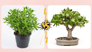 ¯\ ͡❛ ͜ʖ ͡❛¯Planta jade e Balsamo medicinal vejam as diferenças 👍 ͡❛ ͜ʖ ͡❛👍 [upl. by Naujal]