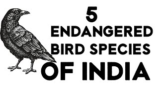 5 ENDANGERED BIRDS SPECIES IN INDIA [upl. by Ellene]