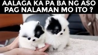 10 PINAKA CUTE NA ASO NA DAPAT MONG ALAGAAN  Historya [upl. by Dewayne636]