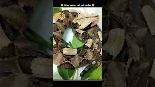 தப்பித்தவறிகூட இந்த Cute ஆன பாம்பு கிட்ட போய்டாதிங்க  Gaboon Viper  Animal Voiceover Tamil [upl. by Odlavso]