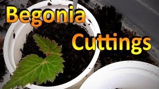 Begonia Propagation  How to Root Cuttings of Begonia and Grow them Through the Winter [upl. by Jacklin81]