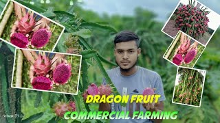 Dragon fruit commercial farmingNew Sabuj Nursery Kolkata West Bengal [upl. by Tteve416]