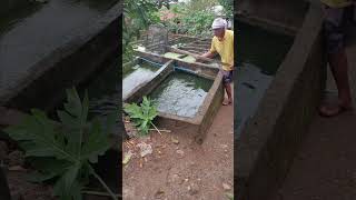 Tilapia Moves for Maintenance tilapia fishpond youtubeshorts viralshort trendingshorts [upl. by Reamy481]