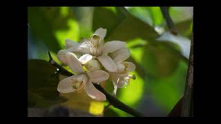 The Orange Bough by Felicia Hemans [upl. by Tecil]