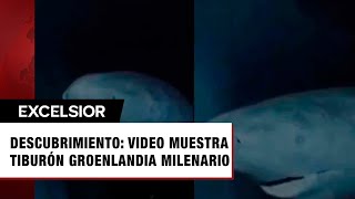 Captan en video increíble tiburón de Groenlandia de más de 300 años en el fondo del mar [upl. by Eahs]