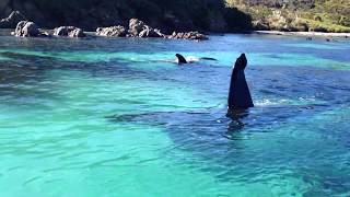 Beautiful Orcas in New Zealand [upl. by Oeht435]