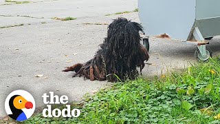 The Most Dramatic Rescue Dog Transformations  The Dodo [upl. by Egas]