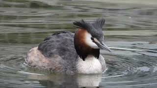 Great Crested Grebe perkoz dwuczuby Podiceps cristatus [upl. by Chlori]