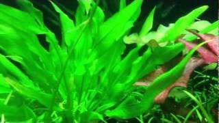 Otocinclus Catfish Spawning Behavior [upl. by Telrahc]