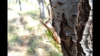 Praying Mantis  Spectacular Ritual Of Mating [upl. by Arikihs]