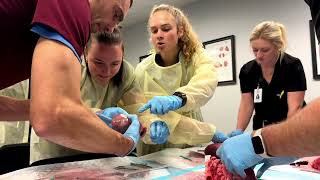 Spring 2024 Heart Dissection day with Biosense Webster [upl. by Etteval]