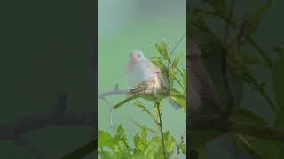 Chorus of Birds A Symphony of Diverse Calls birds birdvoices youtubeshorts [upl. by Bounds]