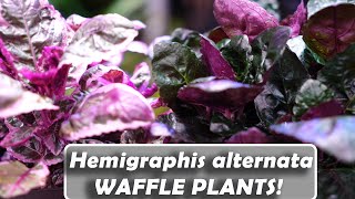 Purple Waffle Plant Hemigraphis alternata [upl. by Lunette]