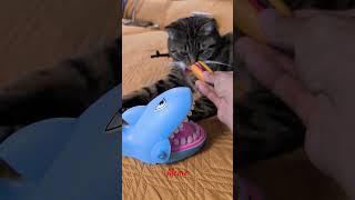 Fun with Meme meme catreaction smartcat catviralvideo cutekitty cutecat [upl. by Silberman206]