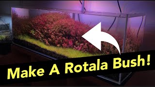 How To Trim Stem Plants The BEST Tips and Tricks To Make A Rotala Bush [upl. by Enamart]