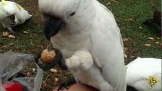 Sulphur Crested Cockatoos and Rainbow Lorikeets at the Royal Botanical Gardens of Sydney [upl. by Onifur831]