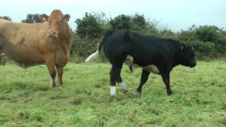 Belgian Blue Limousin amp Simmental AI Progeny [upl. by Carr603]