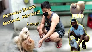 Pomeranian Natural Mating Bravo  Stud Session 28 [upl. by Manley]