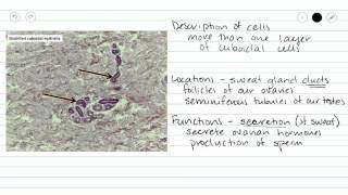 Stratified Cuboidal Epithelium [upl. by Lak]