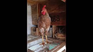 nuevas AVES DOMÉSTICAS 😀 shortsvideos aves avesdomesticas animalshorts gallinas hens [upl. by Jakie41]