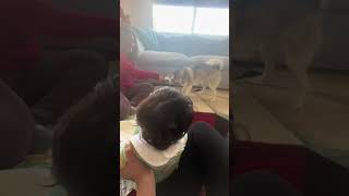 Sapphie the pomsky makes baby brother laugh [upl. by Hallock]