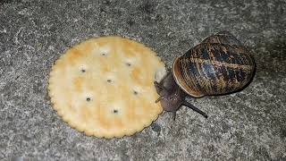 Garden Snail Eating Ritz Cracker Time Lapse [upl. by Yanaton]