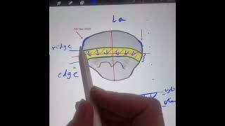 الفرق بين ال incisal ridge and incisal edge للاسنان الاماميه [upl. by Augy]